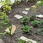 Au Temps Passe * ジェラールメ