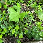 Au Temps Passe 別荘 ジェラールメ