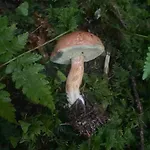 別荘 Au Temps Passe ジェラールメ