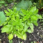 Au Temps Passe 別荘 *