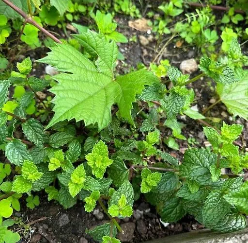 Maison Chaleureuse Avec Cheminée Bord De Rivière Hébergement de vacances Gérardmer