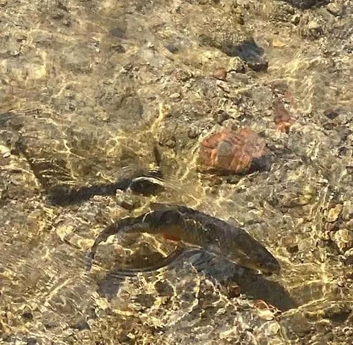 Maison Chaleureuse Avec Cheminée Bord De Rivière Hébergement de vacances *