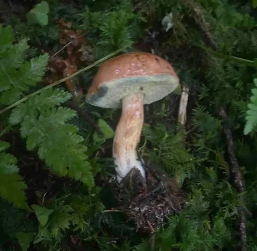 Hébergement de vacances Maison Chaleureuse Avec Cheminée Bord De Rivière Gérardmer