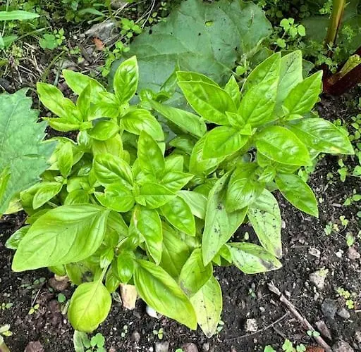 Au Temps Passe Casa de Férias *